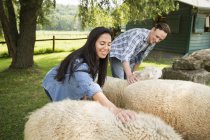 Hombre y mujer acariciando ovejas peludas en el potrero de la granja . - foto de stock