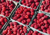 Boxes of organic raspberries on farmer market stall. — Stock Photo