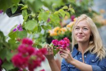 Jovem mulher cuidando de flores no viveiro de plantas orgânicas . — Fotografia de Stock