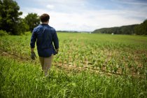 Visão traseira do agricultor caminhando no campo da fazenda de milho orgânico
. — Fotografia de Stock