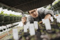 Man checking trays of seedlings on trolley in greenhouse. — Stock Photo