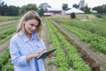 Жінка оглядає посіви салатів з цифровим планшетом на органічному фермерському полі . — стокове фото