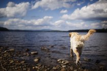Labrador retriever correndo na costa do lago rochoso . — Fotografia de Stock