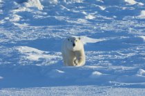 Oso polar caminando sobre nieve en estado salvaje . - foto de stock