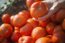 Close-up of person hand selecting ripe organic tomatoes from box. — Stock Photo