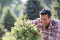 Mature man pruning organically grown fir tree. — Stock Photo