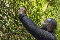 Мужчина фотографируется со смартфоном из пышной листвы . — стоковое фото