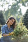 Woman pruning organically grown fir tree. — Stock Photo
