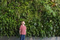 Garçon levant les yeux vers le mur vert de plantes grimpantes et de feuillage . — Photo de stock