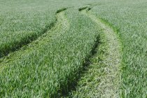 Tire tracks in green field of wheat, full frame. — Stock Photo