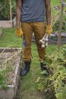Uomo in guanti raccolta bulbi di aglio in orto . — Foto stock
