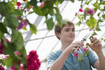Teenage boy pruning branches with flowers in organic nursery greenhouse. — Stock Photo