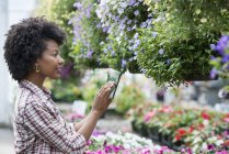 Femme adulte moyenne utilisant une tablette numérique dans une pépinière entourée de fleurs colorées . — Photo de stock