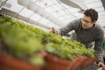 Man tending young plants in pots in greenhouse. — Stock Photo
