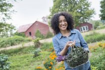 Woman carrying basket of freshly harvested curly green leaves on organic farm. — Stock Photo
