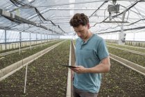 Hombre usando tableta digital entre filas de plántulas en invernadero de vivero de plantas . - foto de stock