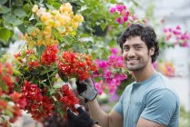 Молодой человек ухаживает за цветущими растениями в органической теплице . — стоковое фото