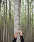 Vista cortada do homem abraçando tronco de árvore na plantação de álamo árvores — Fotografia de Stock
