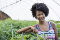 Mujer adulta de pie en invernadero con plantas de tomate verde . - foto de stock