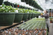 Glasshouse with hanging baskets and plant seedlings and man working in background. — Stock Photo