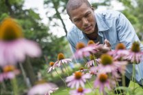 Young man bending and examining echinacea plants in garden. — Stock Photo