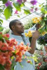 Man pruning branches with flowers in greenhouse of plant nursery. — Stock Photo