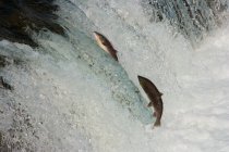 Peixe salmão saltando rio acima contra corrente . — Fotografia de Stock