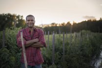Agricultor em pé na fazenda orgânica com plantas de tomate . — Fotografia de Stock