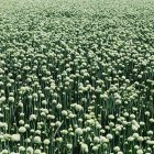 Field of crops of blooming Walla Walla sweet onions, full frame — Stock Photo