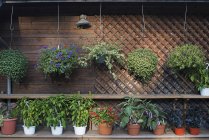 Row of plants against wall in potting shed at organic farm. — Stock Photo