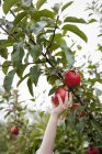 Female arm picking red apples from fruit tree in orchard. — Stock Photo