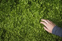 Femmina mano accarezzando fogliame verde di piante in crescita . — Foto stock