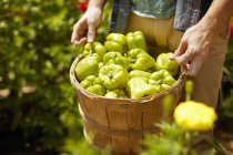 Cropped view of man carrying full basket of green bell peppers. — Stock Photo
