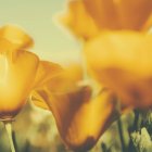 Primer plano de las flores amarillas de amapola de California a la luz del sol . - foto de stock