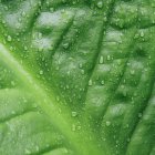 Close-up of water drops on green Skunk cabbage leaf — Stock Photo