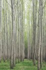 Plantação de choupos com crescimento de árvores retas com casca branca em Oregon, EUA — Fotografia de Stock