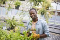 Mann in Schutzhandschuhen pflegt junge Pflanzen in Glashaus auf Biobauernhof. — Stockfoto