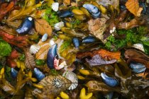 Mussels, seaweeds and kelp alder leaves on shore, full frame. — Stock Photo