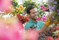 Hombre joven revisando y cuidando flores en invernadero de vivero de plantas . - foto de stock