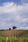 Виноградники и деревья в Тоскане, Италия, Европа — стоковое фото