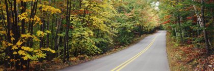 Autumn leaves on trees lining road in Baxter State Park, Maine, USA — Stock Photo