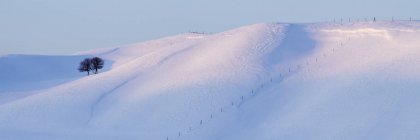 Alberi solitari sul paesaggio innevato di Hokkaido, Giappone — Foto stock
