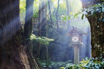 Rays of sunlight shining through Japanese forest — Stock Photo