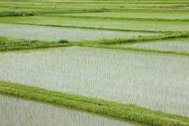 Arrozales inundados de arroz en Japón - foto de stock