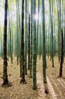 Bambuswald von Kyoto, Japan, Asien — Stockfoto
