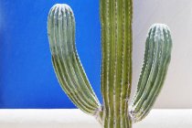 Cactus creciendo contra paredes bicolores contrastantes - foto de stock