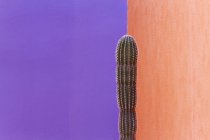 Cacto crescendo contra paredes de duas cores contrastantes — Fotografia de Stock