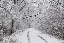 Snow covered tracks through woods in McKinney, Texas, USA — Stock Photo