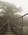 Fog surrounding trees and footbridge in rain forest, Sapa, Vietnam — Stock Photo