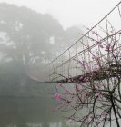 Passerella sospesa sul fiume nebbioso nel bosco — Foto stock